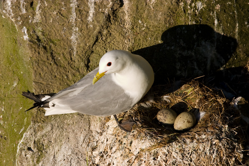 Black-Legged Kittiwake On Nest